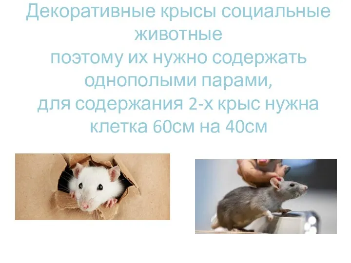 Декоративные крысы социальные животные поэтому их нужно содержать однополыми парами, для содержания