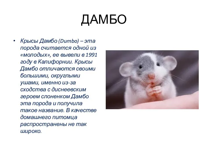 ДАМБО Крысы Дамбо (Dumbo) – эта порода считается одной из «молодых», ее