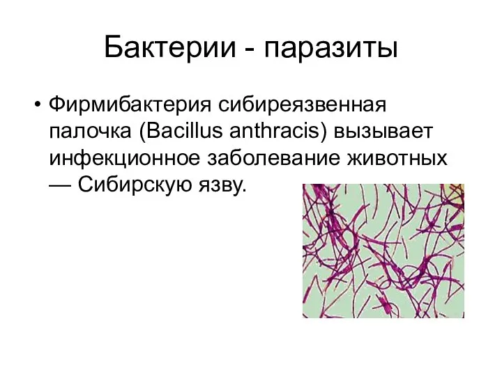 Бактерии - паразиты Фирмибактерия сибиреязвенная палочка (Bacillus anthracis) вызывает инфекционное заболевание животных — Сибирскую язву.
