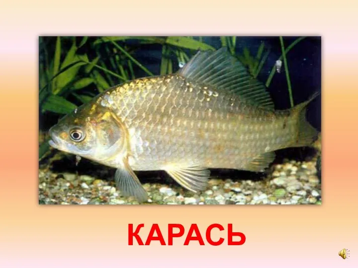 КАРАСЬ