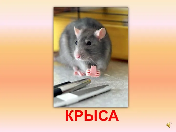 КРЫСА