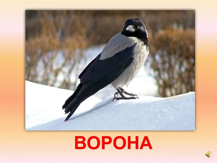 ВОРОНА