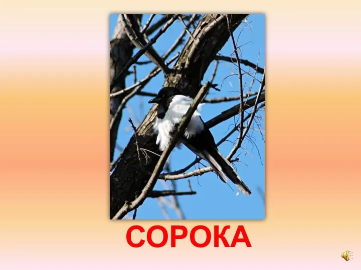 СОРОКА