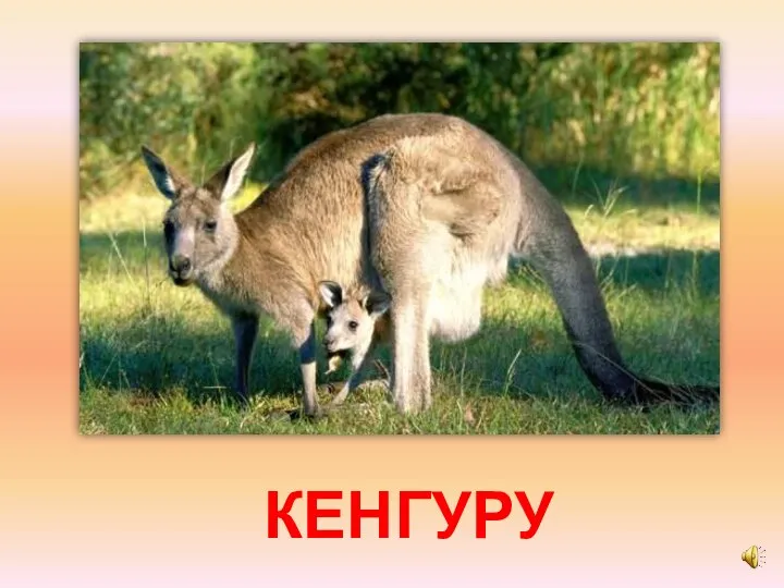 КЕНГУРУ