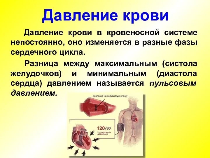 Давление крови в кровеносной системе непостоянно, оно изменяется в разные фазы сердечного