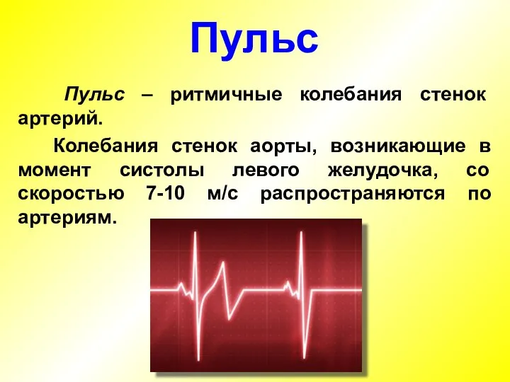 Пульс – ритмичные колебания стенок артерий. Колебания стенок аорты, возникающие в момент