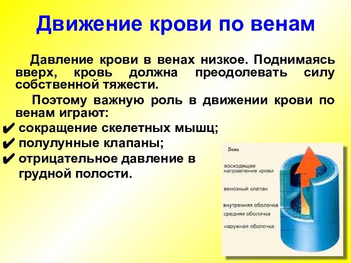 Давление крови в венах низкое. Поднимаясь вверх, кровь должна преодолевать силу собственной