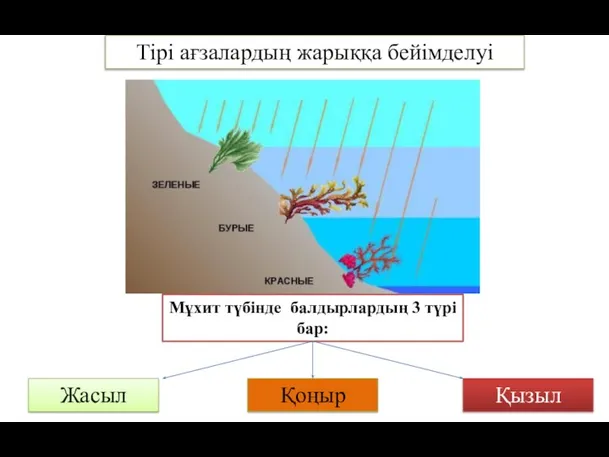 Мұхит түбінде балдырлардың 3 түрі бар: Жасыл Қоңыр Қызыл Тірі ағзалардың жарыққа бейімделуі