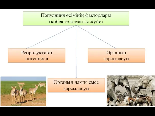 Популяция өсімінің факторлары (көбеюге жауапты жүйе) Репродуктивті потенциал Ортаның қарсыласуы Ортаның нақты емес қарсыласуы