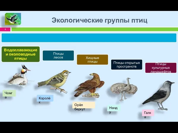 Экологические группы птиц