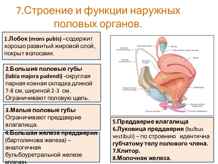 7.Строение и функции наружных половых органов. 1.Лобок (mons pubis) –содержит хорошо развитый