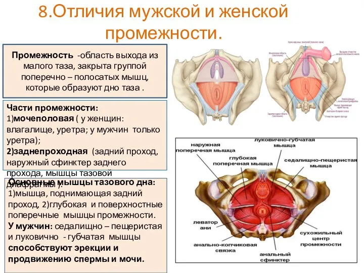 8.Отличия мужской и женской промежности. Промежность -область выхода из малого таза, закрыта