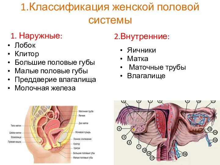 1.Классификация женской половой системы 1. Наружные: Лобок Клитор Большие половые губы Малые