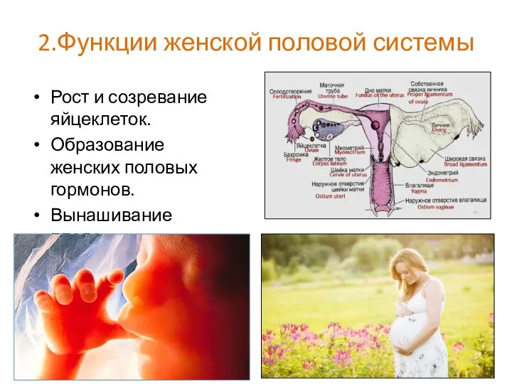 2.Функции женской половой системы Рост и созревание яйцеклеток. Образование женских половых гормонов. Вынашивание плода.