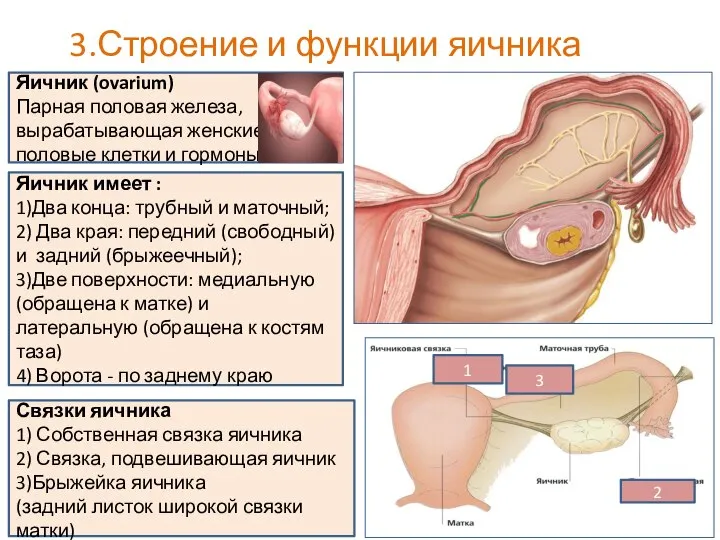 3.Строение и функции яичника Связки яичника 1) Собственная связка яичника 2) Связка,