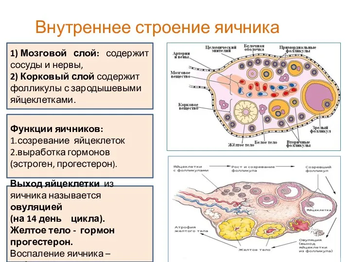 Внутреннее строение яичника 1) Мозговой слой: содержит сосуды и нервы, 2) Корковый