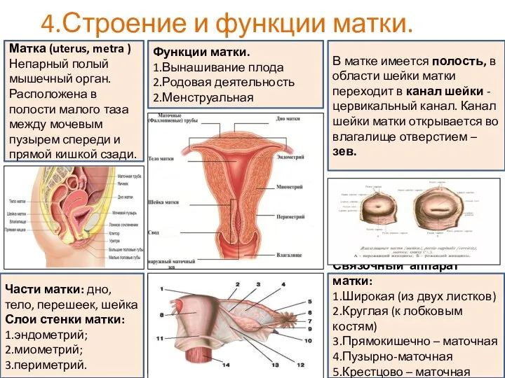 4.Строение и функции матки. Матка (uterus, metra ) Непарный полый мышечный орган.