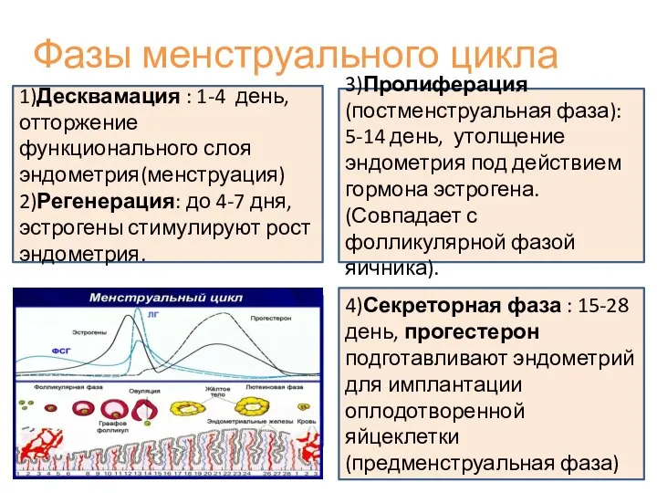 Фазы менструального цикла 1)Десквамация : 1-4 день, отторжение функционального слоя эндометрия(менструация) 2)Регенерация: