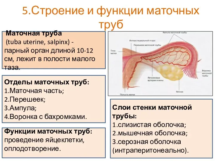 5.Строение и функции маточных труб Маточные трубы (tuba uterine, salpinx) Маточная труба