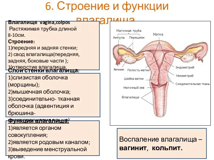 6. Строение и функции влагалища. Влагалище vagina,colpos Растяжимая трубка длиной 8-10см. Строение: