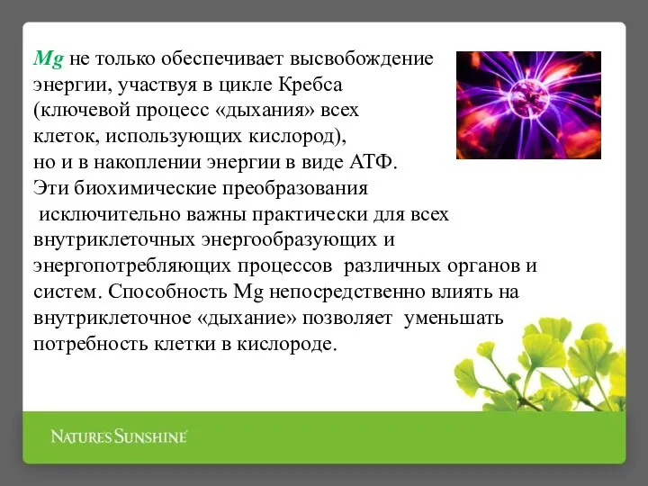 Mg не только обеспечивает высвобождение энергии, участвуя в цикле Кребса (ключевой процесс