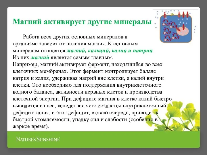 Магний активирует другие минералы Работа всех других основных минералов в организме зависит