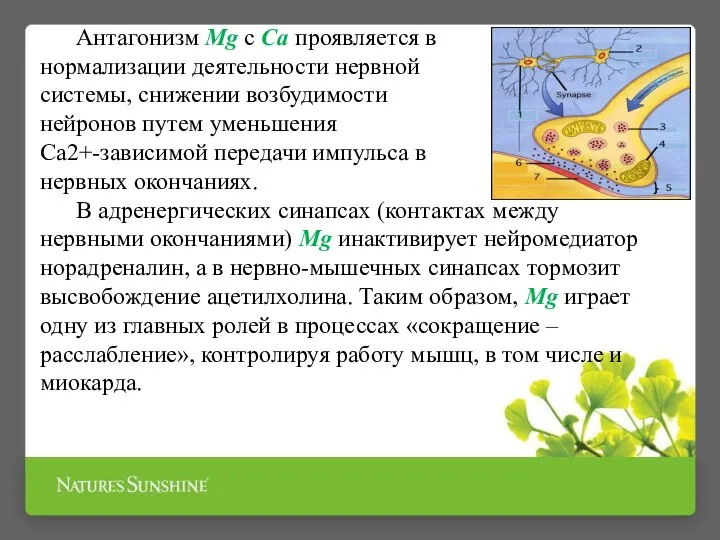 Антагонизм Mg с Са проявляется в нормализации деятельности нервной системы, снижении возбудимости