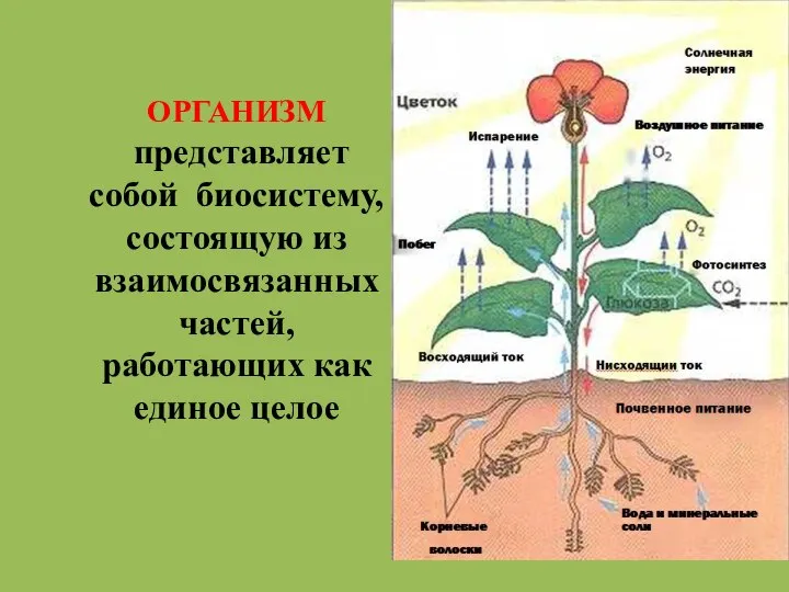 ОРГАНИЗМ представляет собой биосистему, состоящую из взаимосвязанных частей, работающих как единое целое