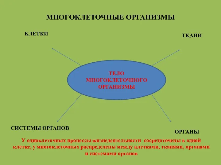 МНОГОКЛЕТОЧНЫЕ ОРГАНИЗМЫ ТЕЛО МНОГОКЛЕТОЧНОГО ОРГАНИЗМЫ КЛЕТКИ ТКАНИ ОРГАНЫ СИСТЕМЫ ОРГАНОВ У одноклеточных