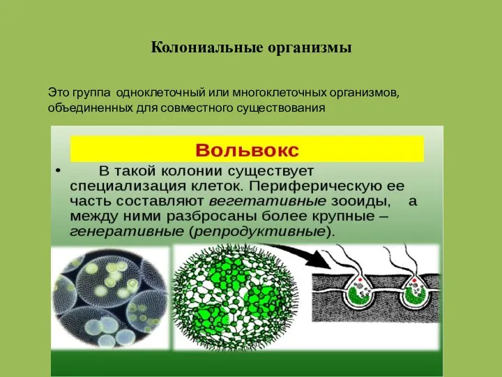 Колониальные организмы Это группа одноклеточный или многоклеточных организмов, объединенных для совместного существования