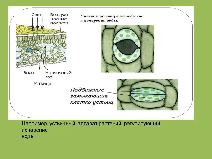Например, устьичный аппарат растений, регулирующий испарение воды.