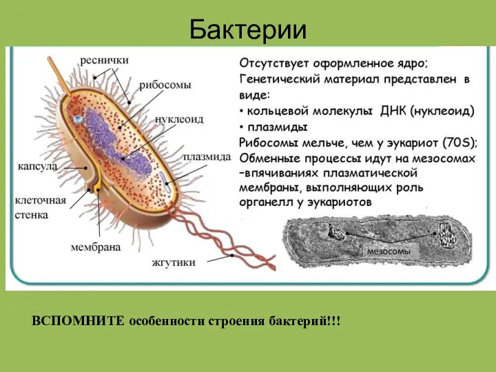 Бактерии ВСПОМНИТЕ особенности строения бактерий!!!
