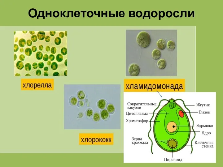 Одноклеточные водоросли