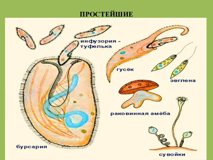 ПРОСТЕЙШИЕ