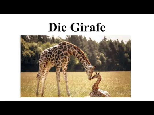 Die Girafe