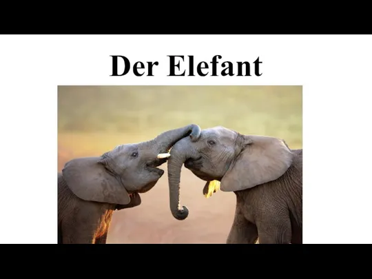 Der Elefant