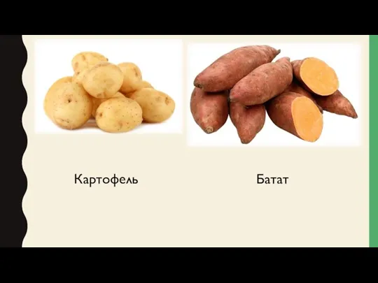 Картофель Батат
