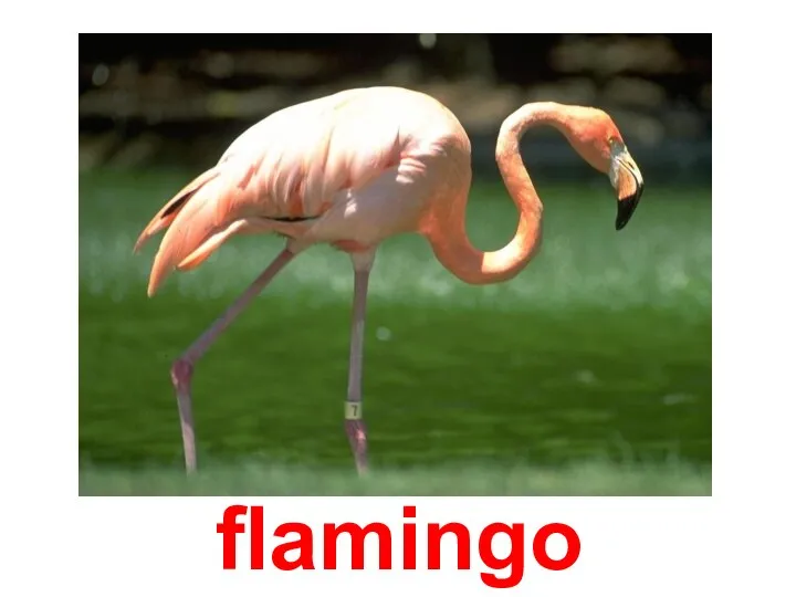 flamingo