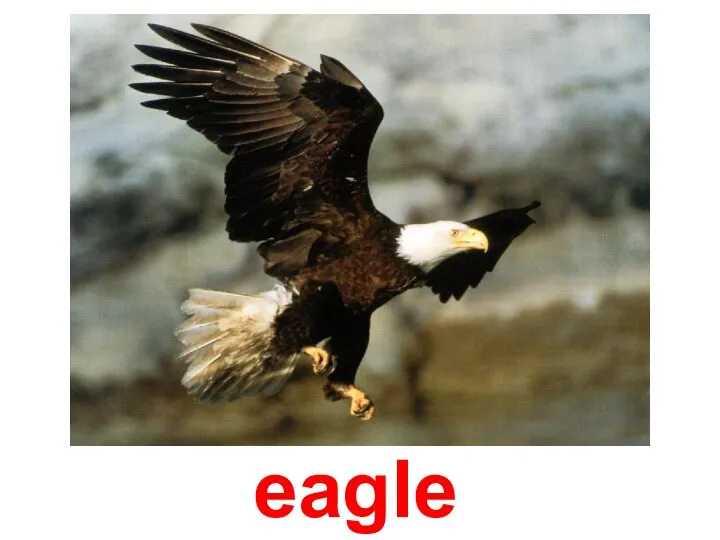 eagle