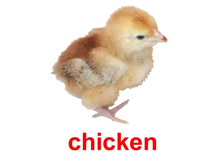 chicken