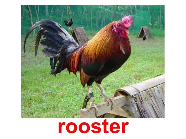 rooster