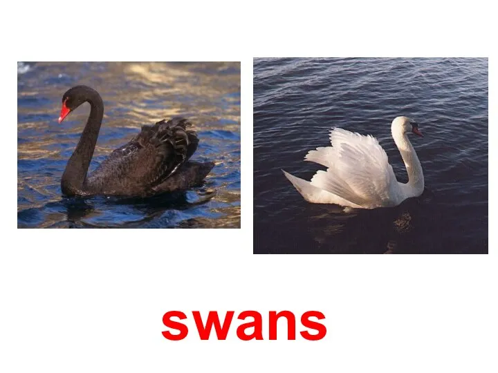 swans