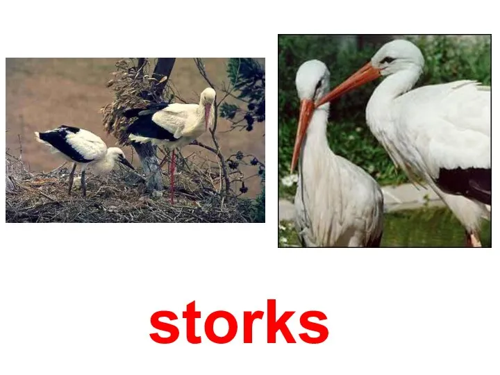 storks