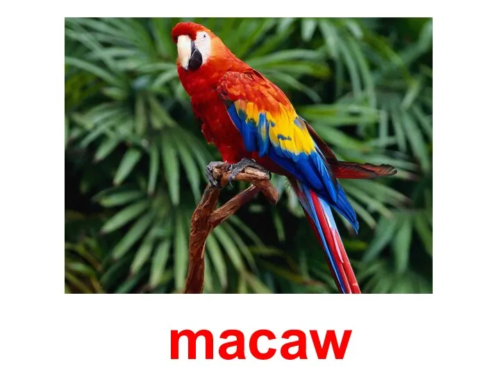 macaw