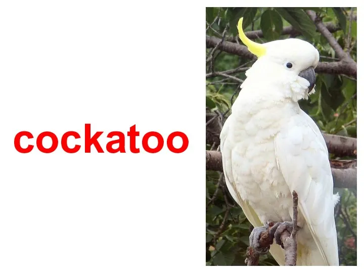 cockatoo