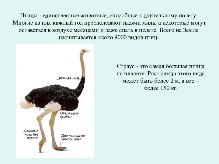 Птицы - единственные животные, способные к длительному полету. Многие из них каждый