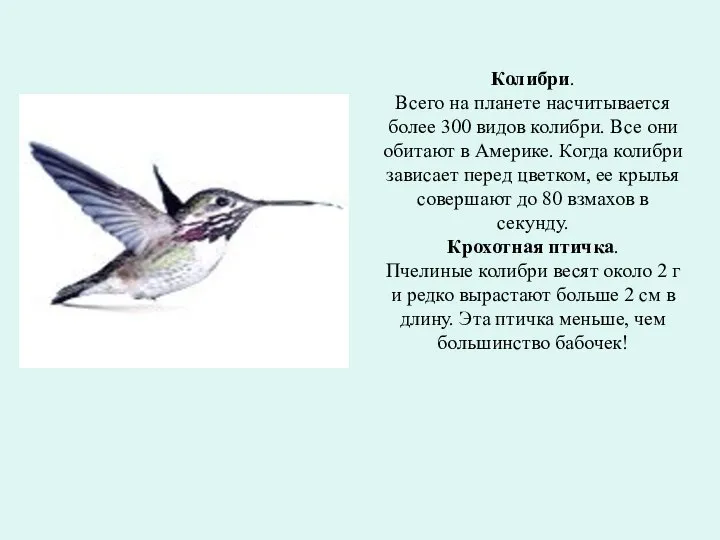 Колибри. Всего на планете насчитывается более 300 видов колибри. Все они обитают