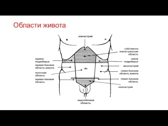 Области живота