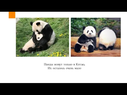 Панды живут только в Китае. Их осталось очень мало