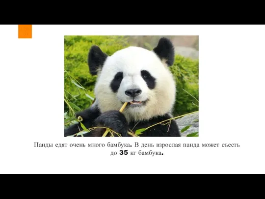 Панды едят очень много бамбука. В день взрослая панда может съесть до 35 кг бамбука.